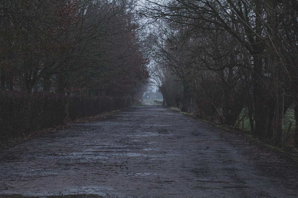 gray road between bare trees