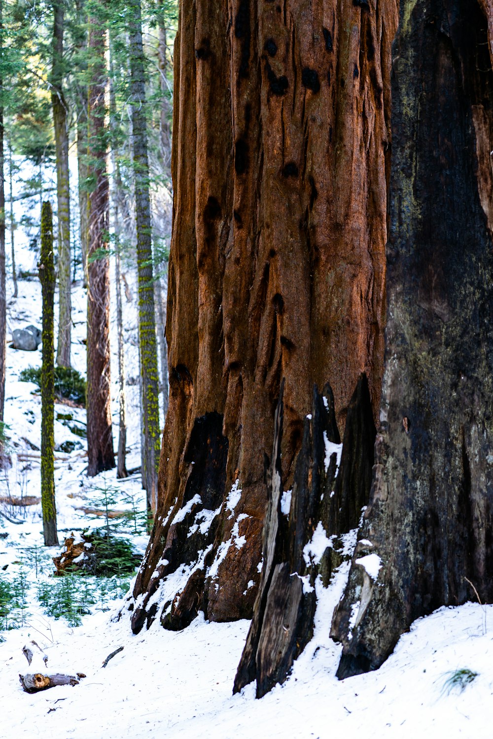 brown tree trunk on snow covered ground during daytime