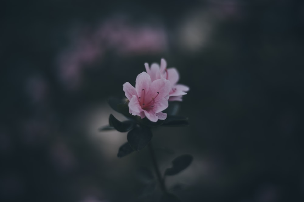 pink flower in tilt shift lens