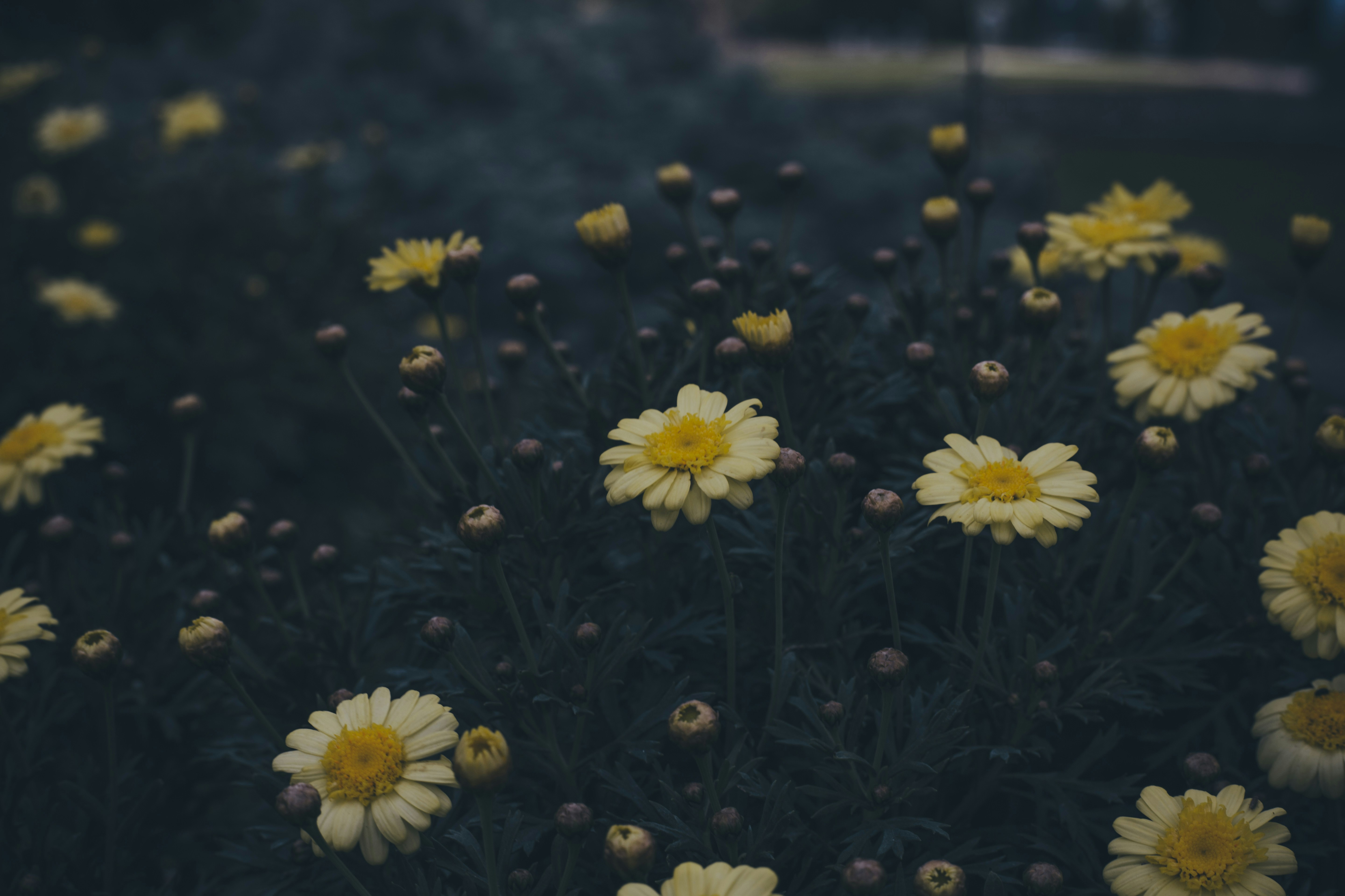 Photo by i_am_simoesse