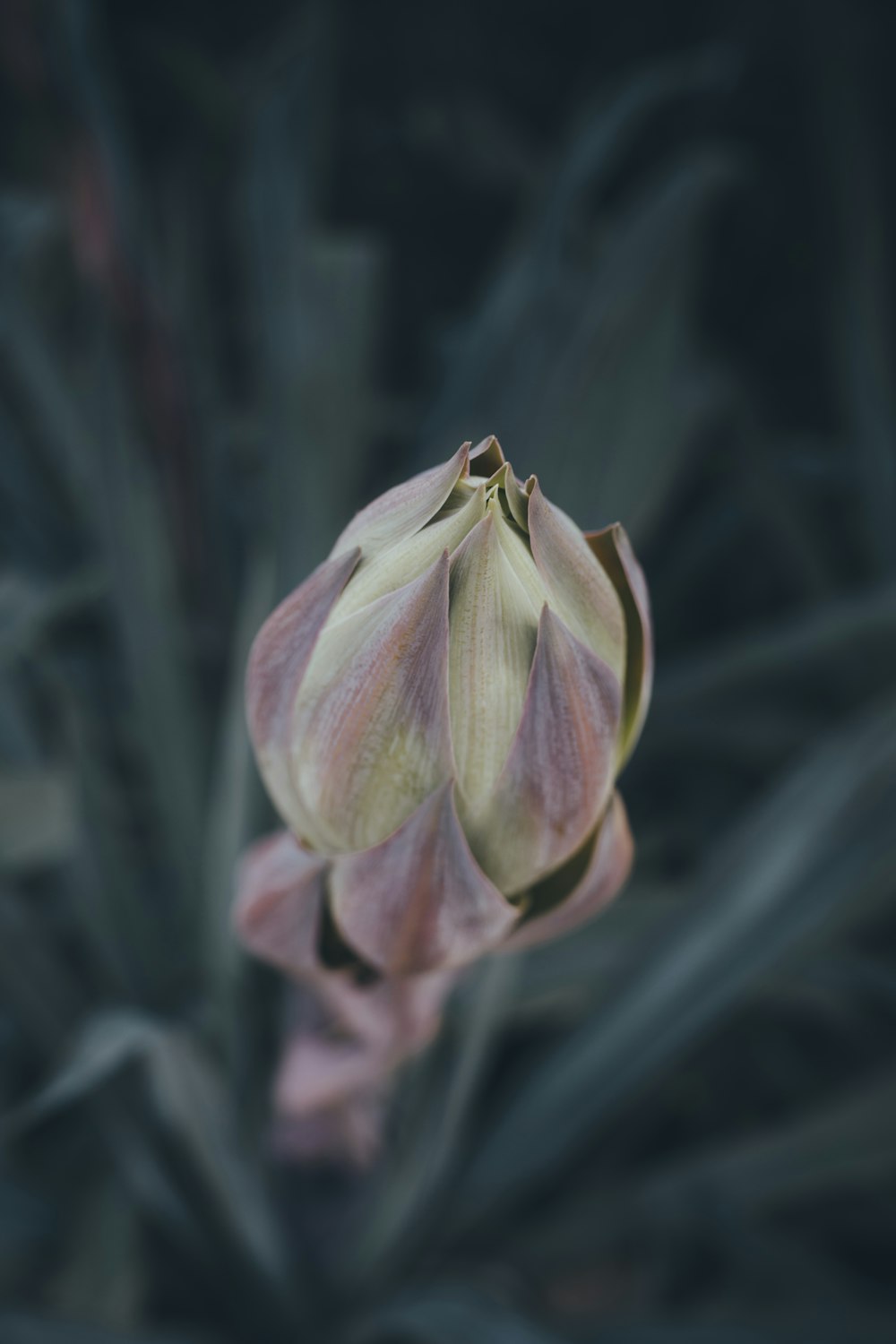 pink and green flower bud