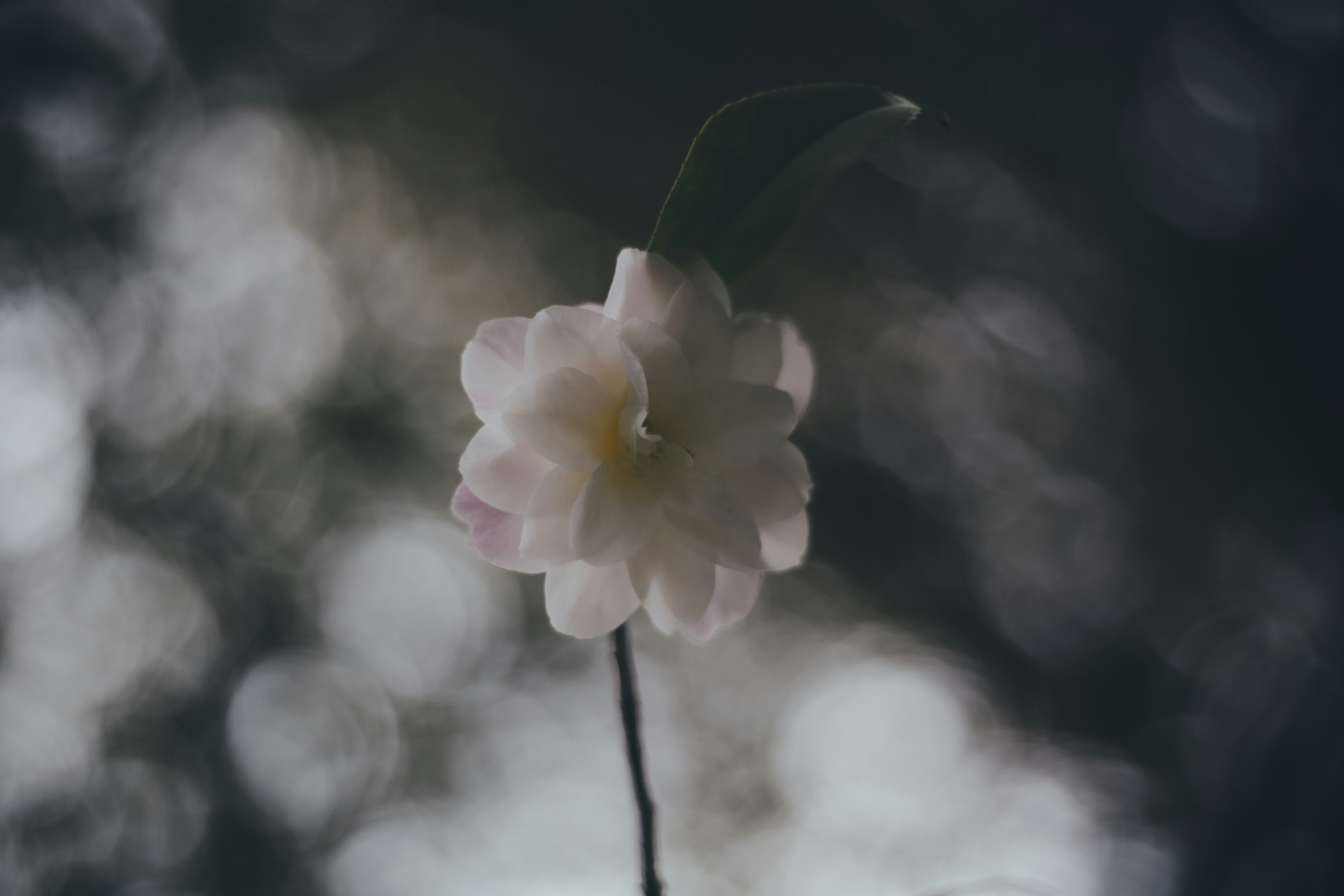 Photo by i_am_simoesse