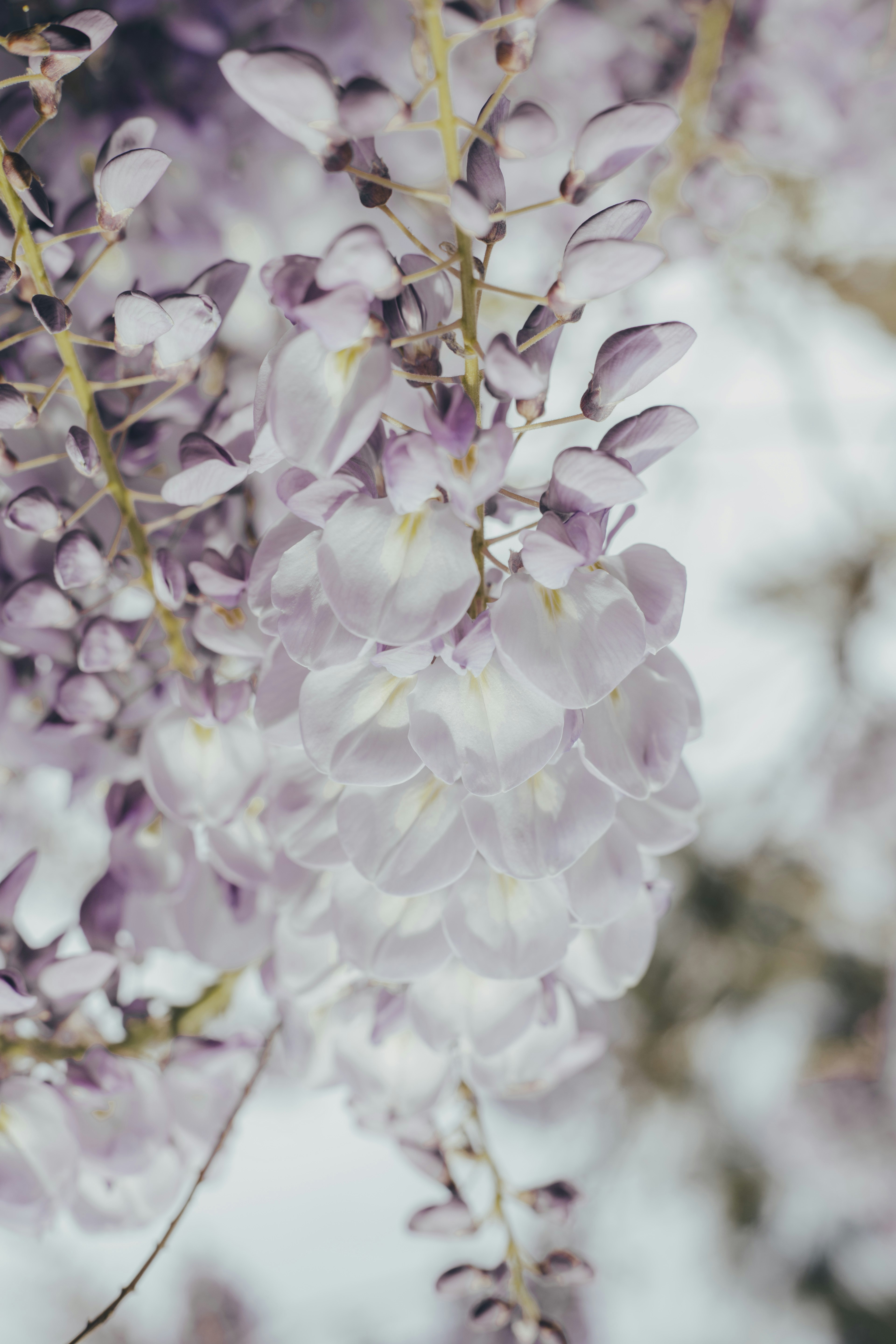 Photo by i_am_simoesse