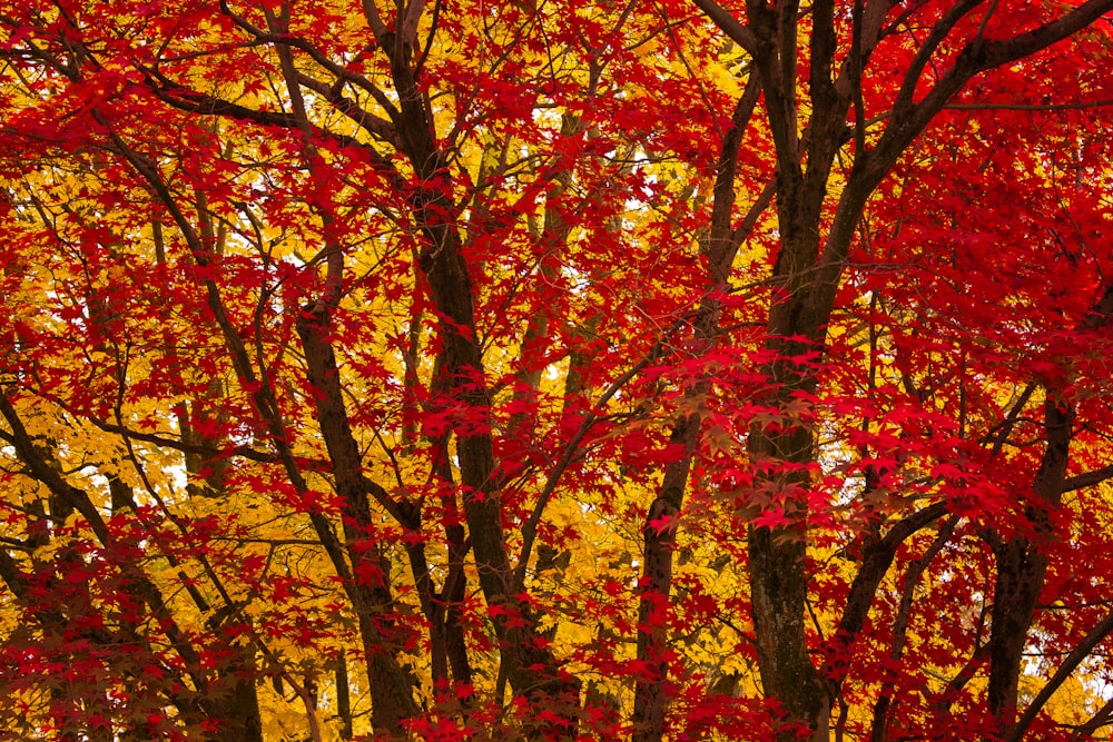 brown and yellow leaves tree