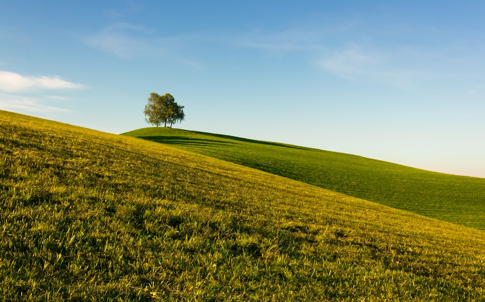 Grünes Grasfeld unter blauem Himmel tagsüber