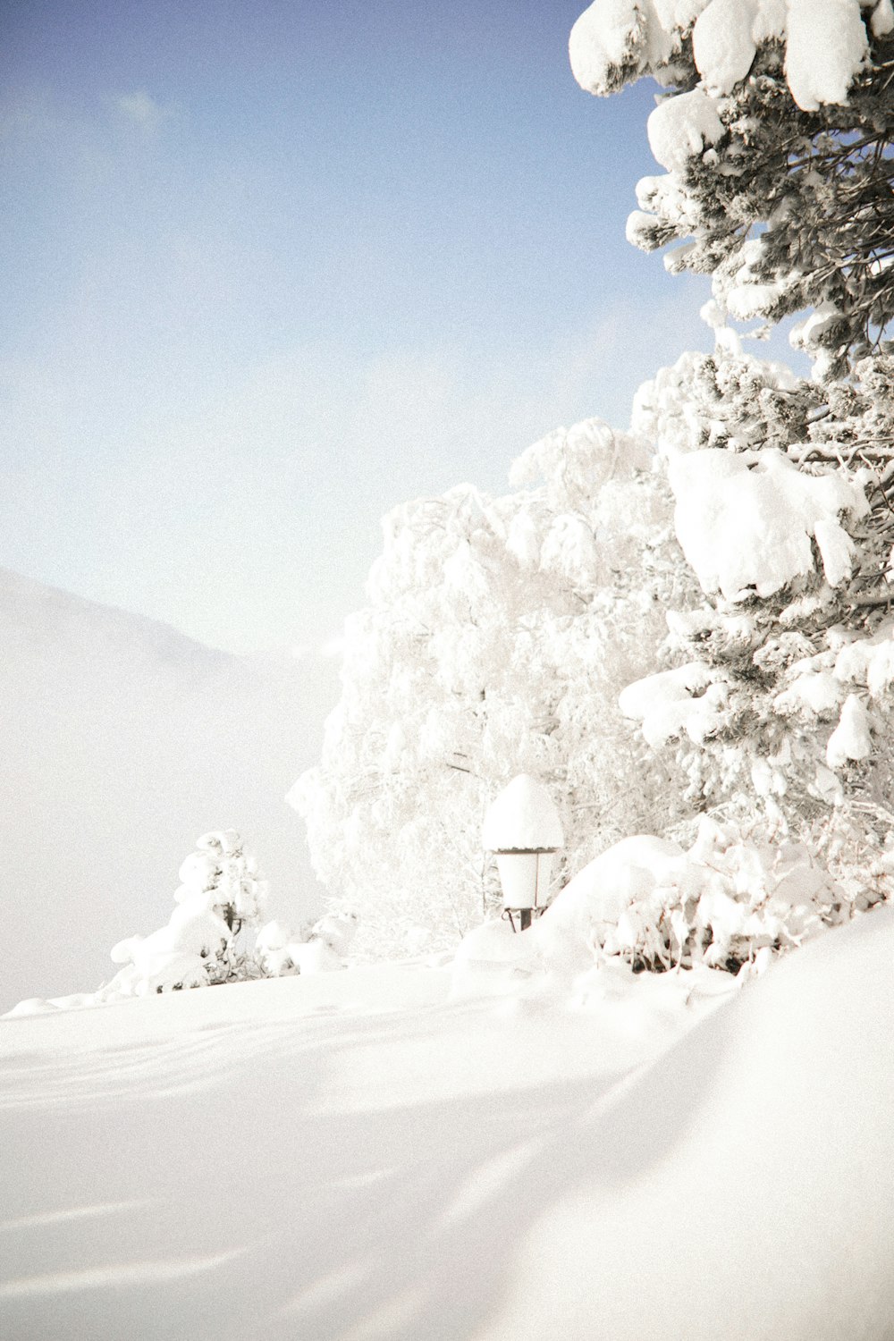 snow covered trees and mountain during daytime