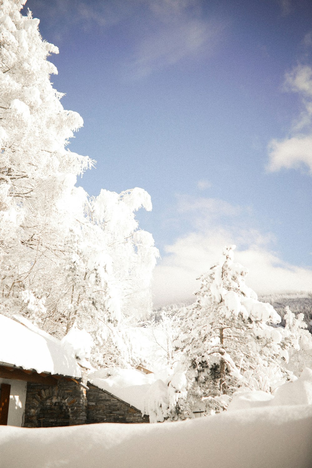 white trees covered by snow under blue sky during daytime