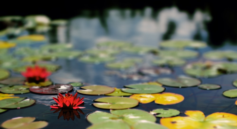 red and yellow water lily on water