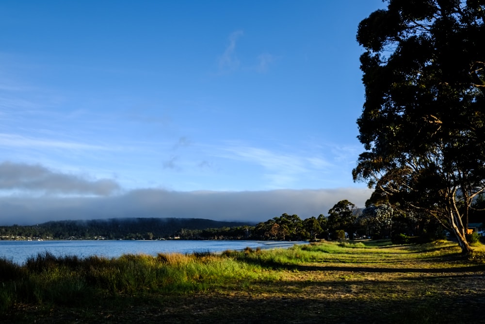 green grass field near body of water under blue sky during daytime