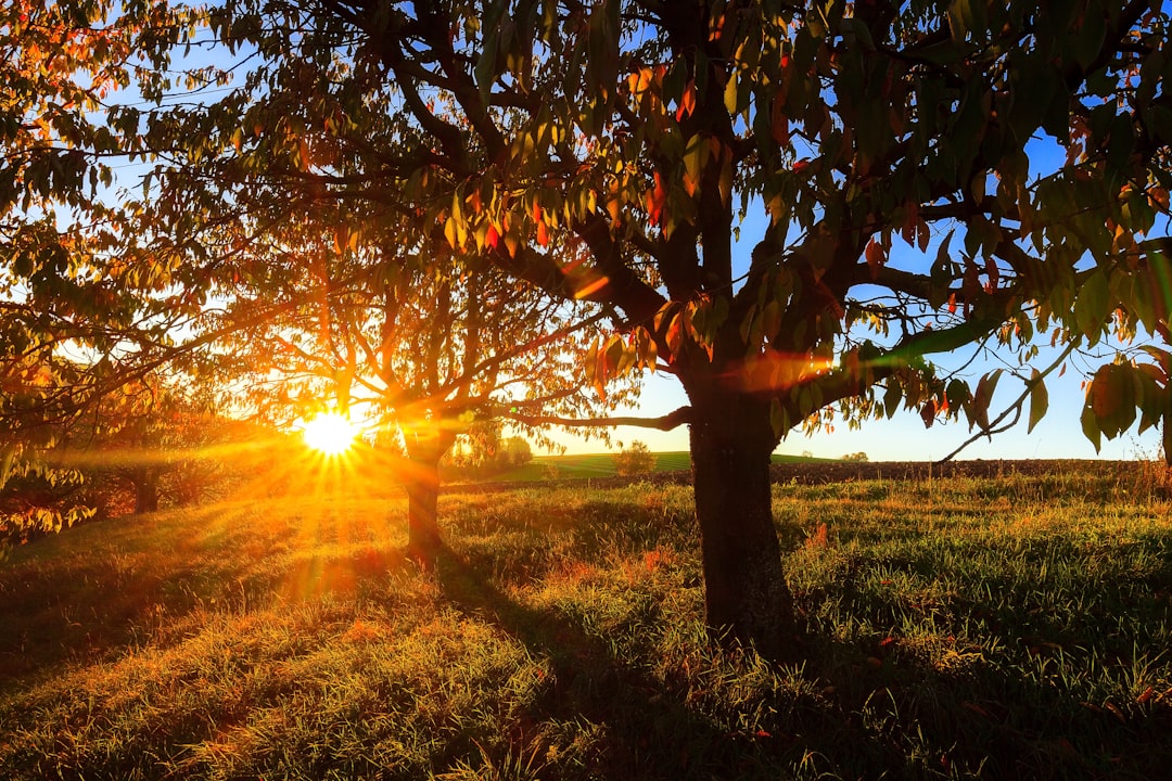 brown tree on green grass field during sunset