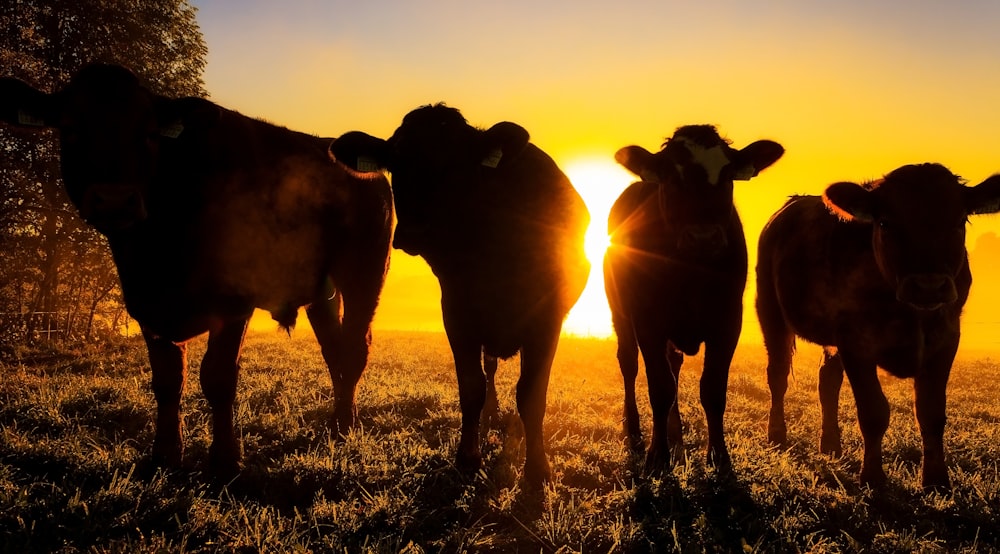 silhouette of 4 cows on grass field