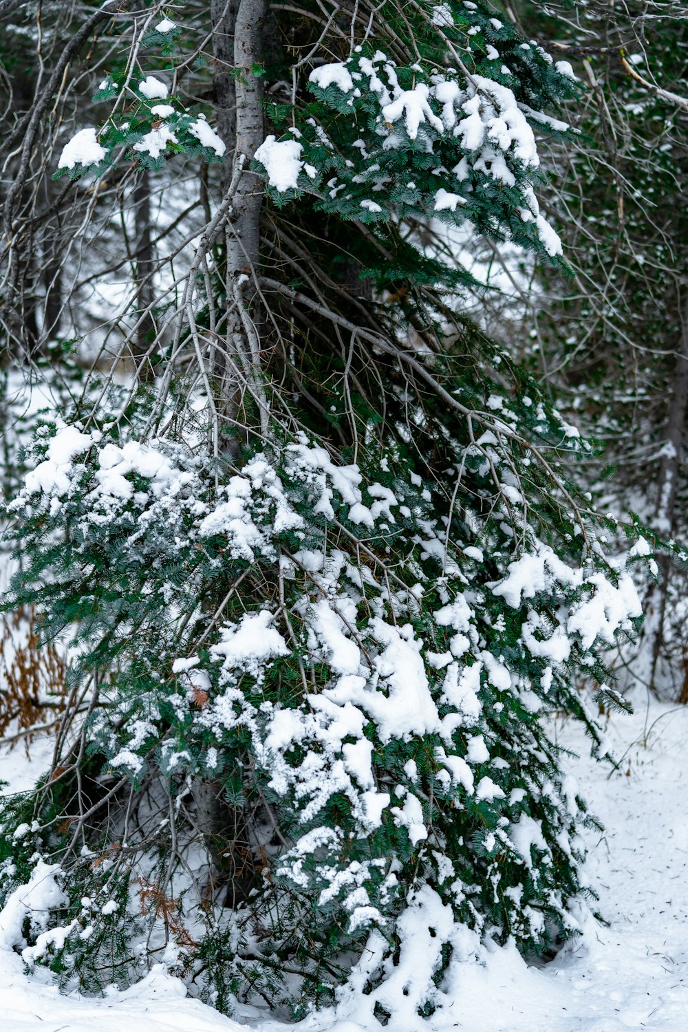 Schneebedeckte Bäume tagsüber