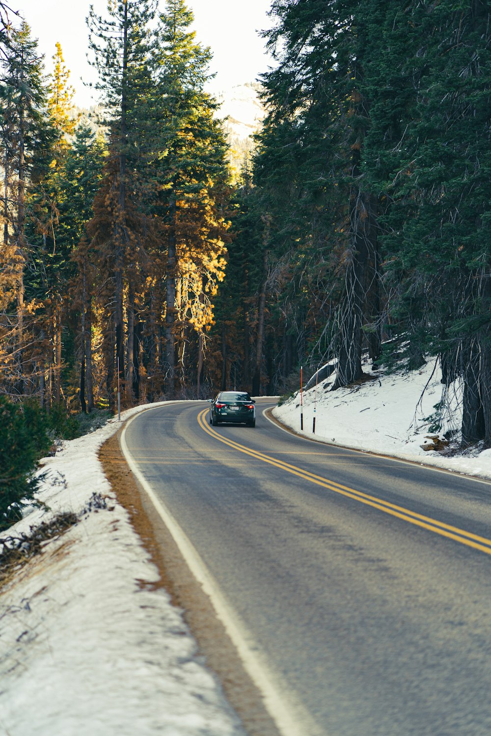 black car on road between trees during daytime