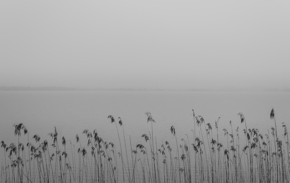 white grass near body of water