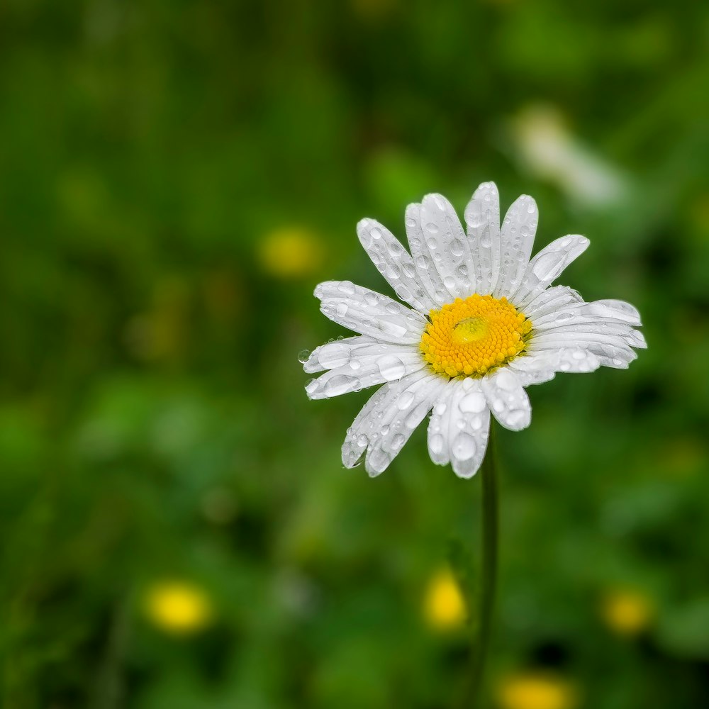 white flower in tilt shift lens