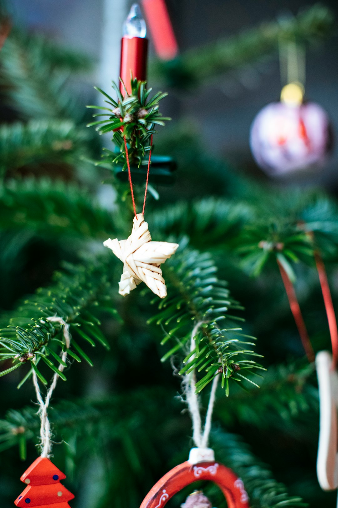 white and brown leaf on green pine tree