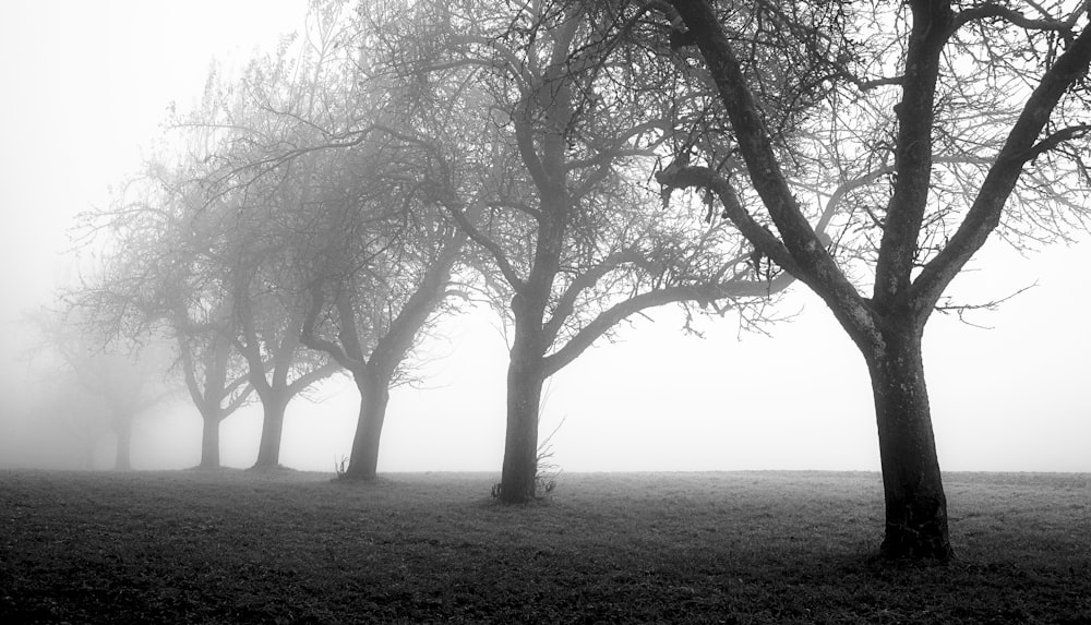 Blattloser Baum auf grünem Grasfeld