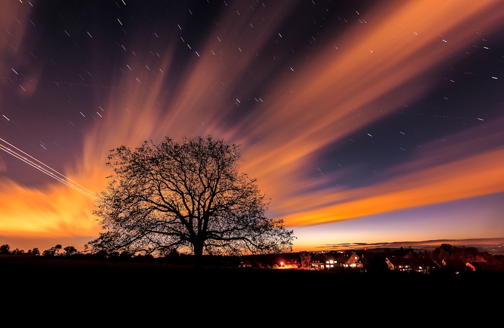 silhouette of trees during sunset