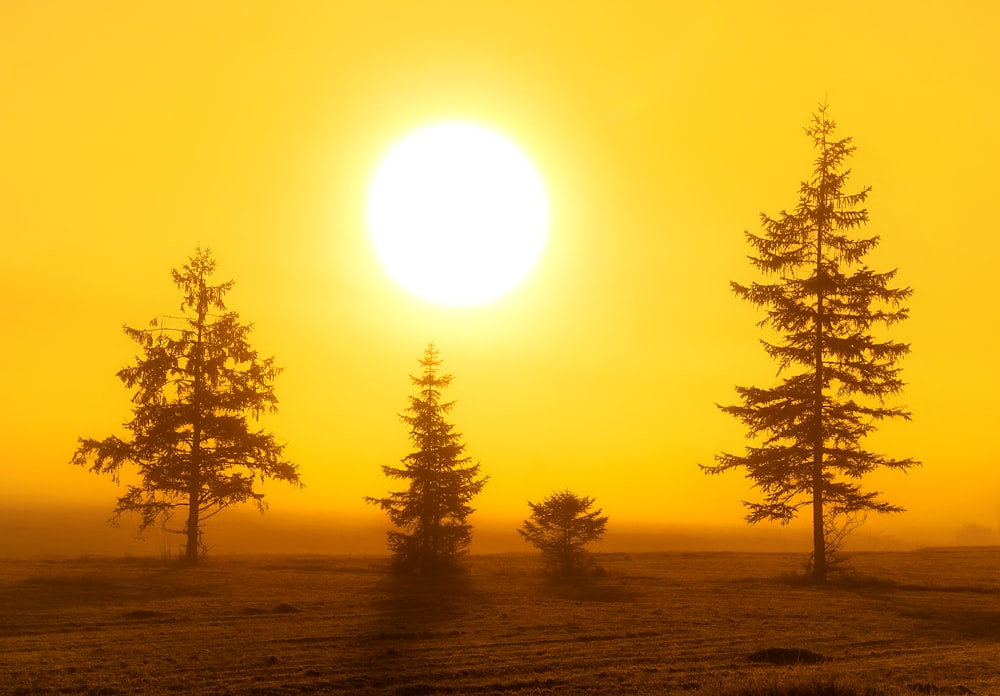 green trees under sunny sky