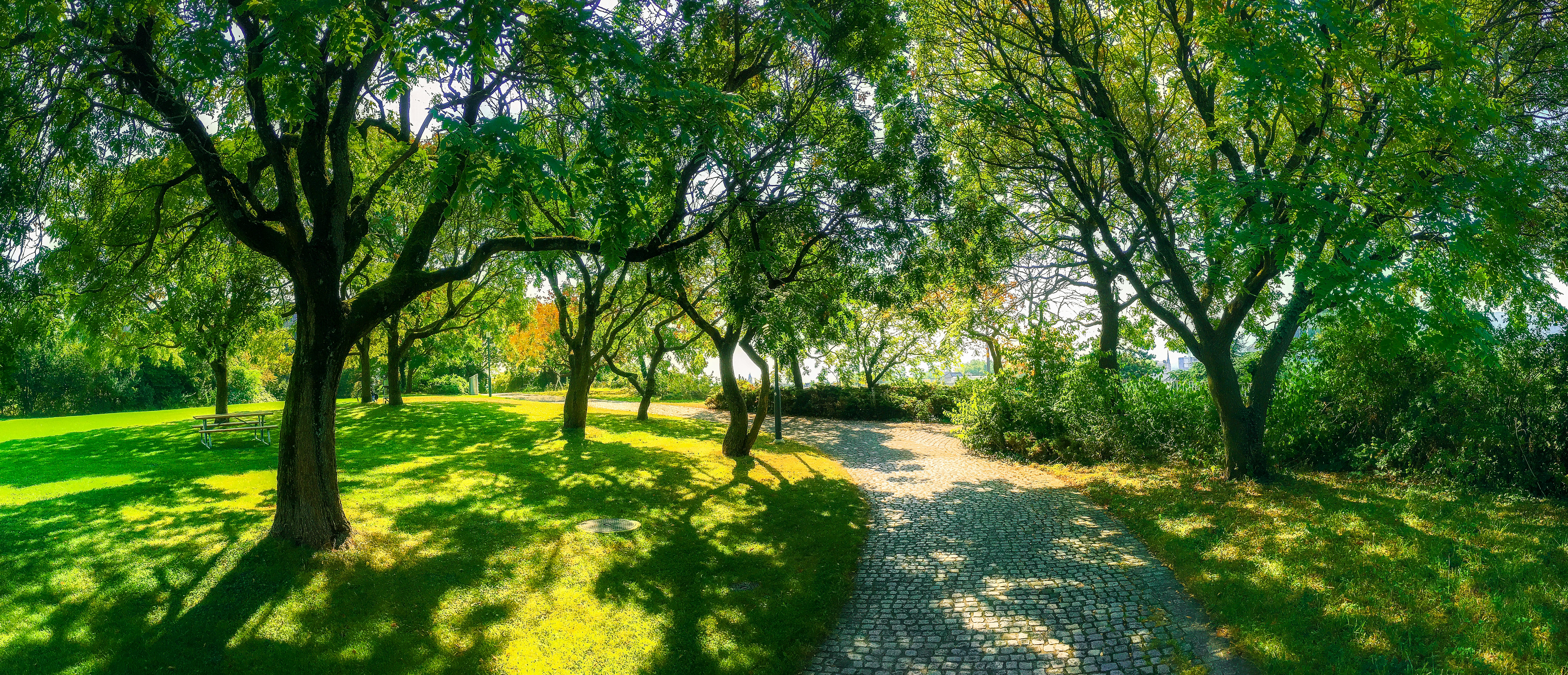 green trees on green grass field during daytime