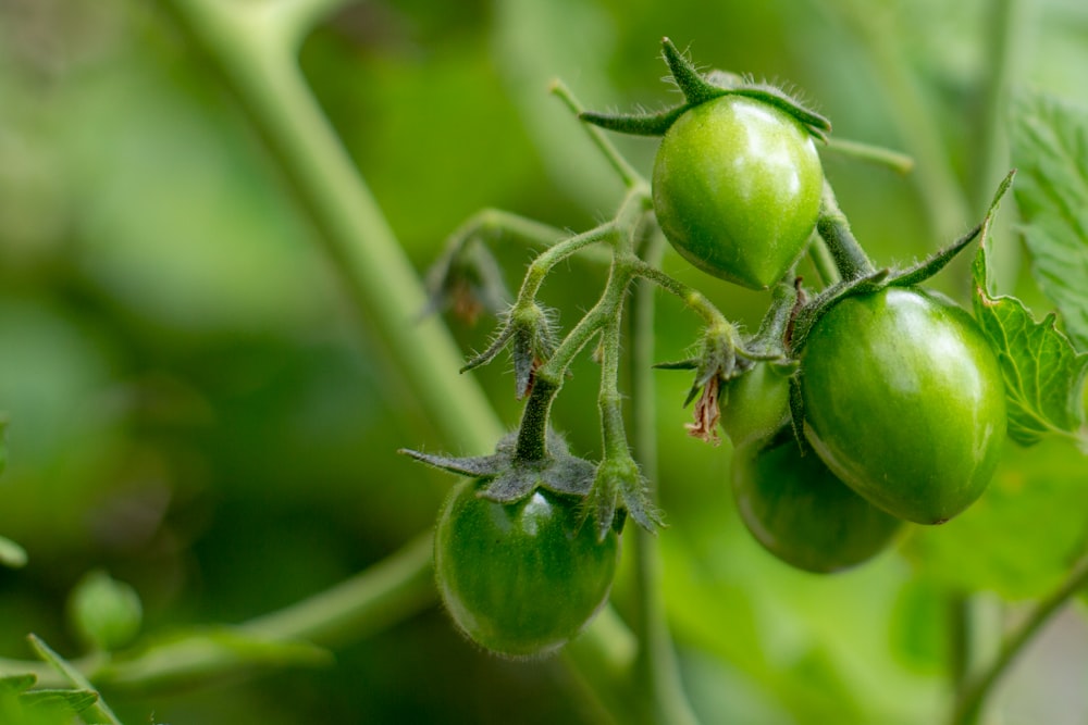 green round fruit in close up photography