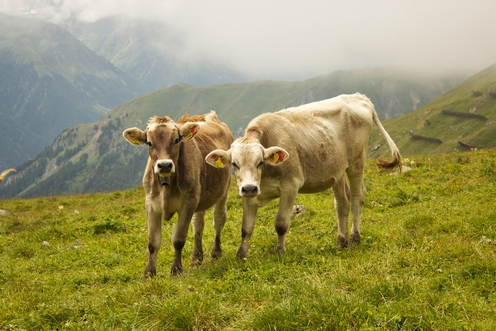 white cow on green grass field during daytime