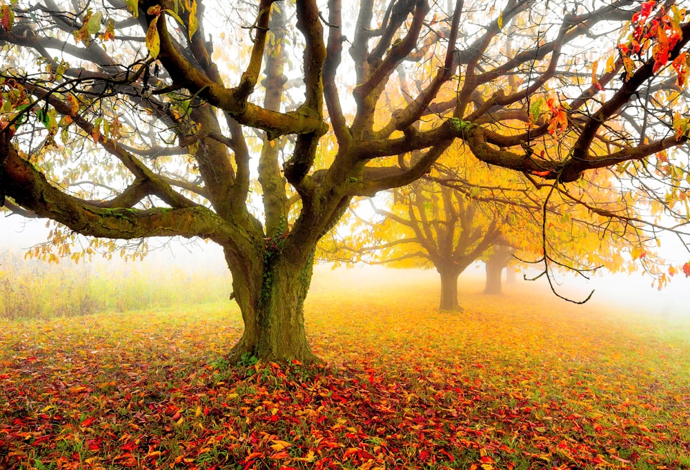 brown tree on red and yellow leaves during daytime