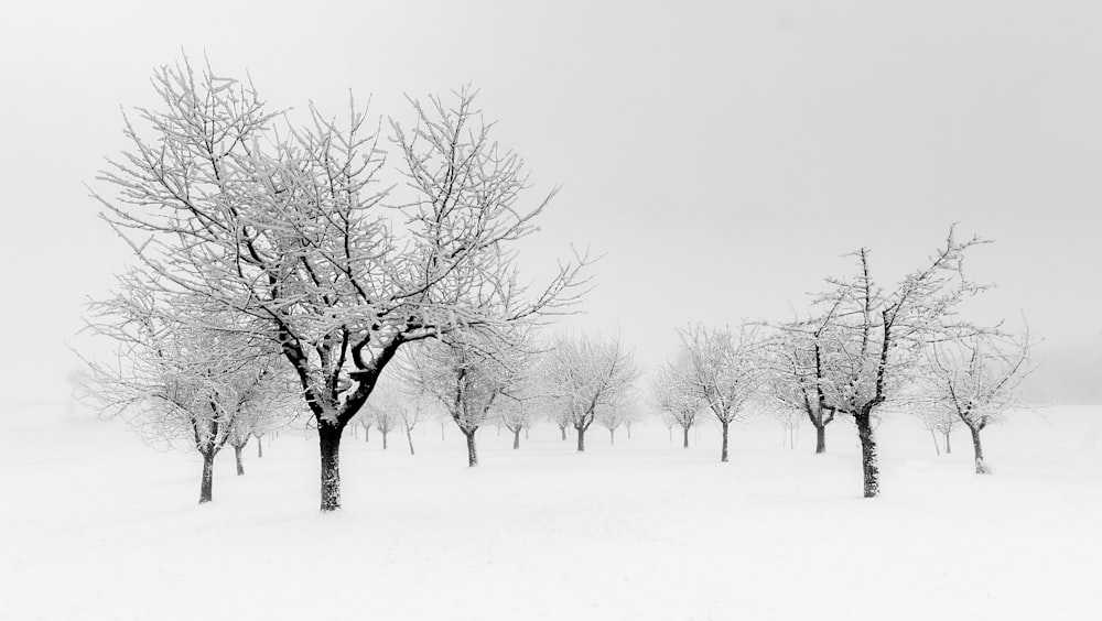 blattloser Baum auf schneebedecktem Boden