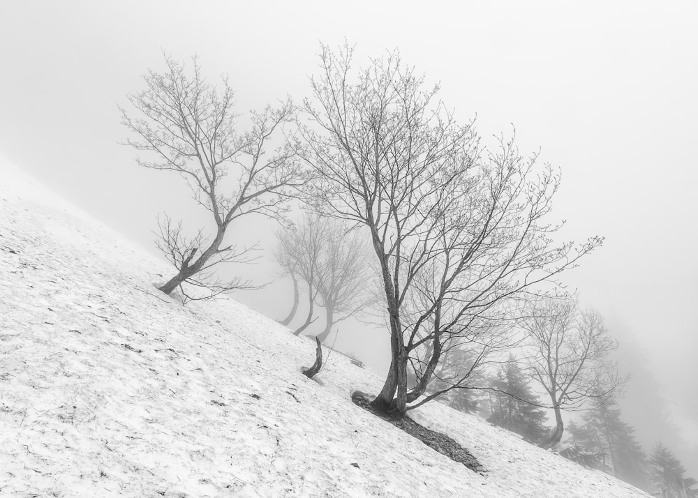 雪に覆われた地面に裸の木