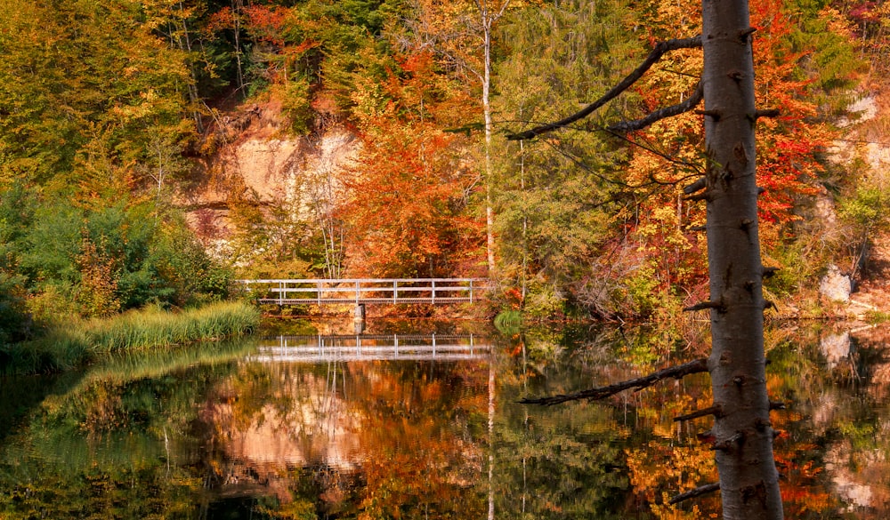 Grüne und braune Bäume am Fluss während des Tages