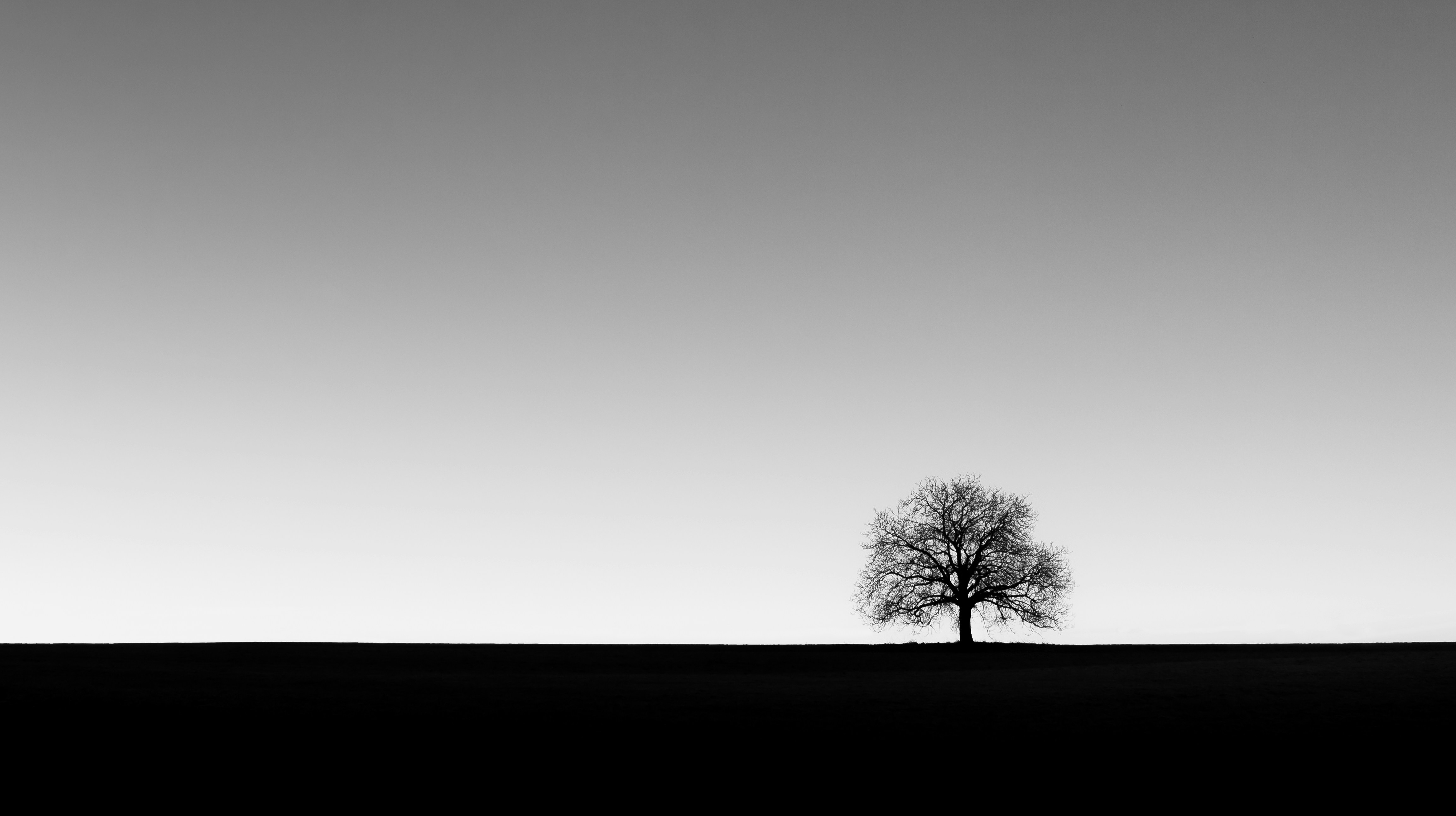 Tree silhouette