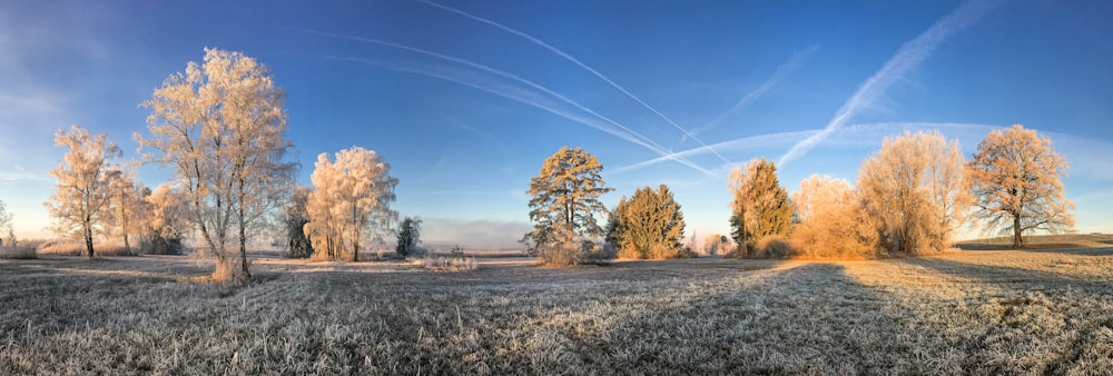 braune Bäume auf grünem Grasfeld unter blauem Himmel tagsüber