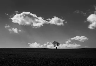 A serene black-and-white photo of a lone tree standing in an open field under a soft cloudy sky.