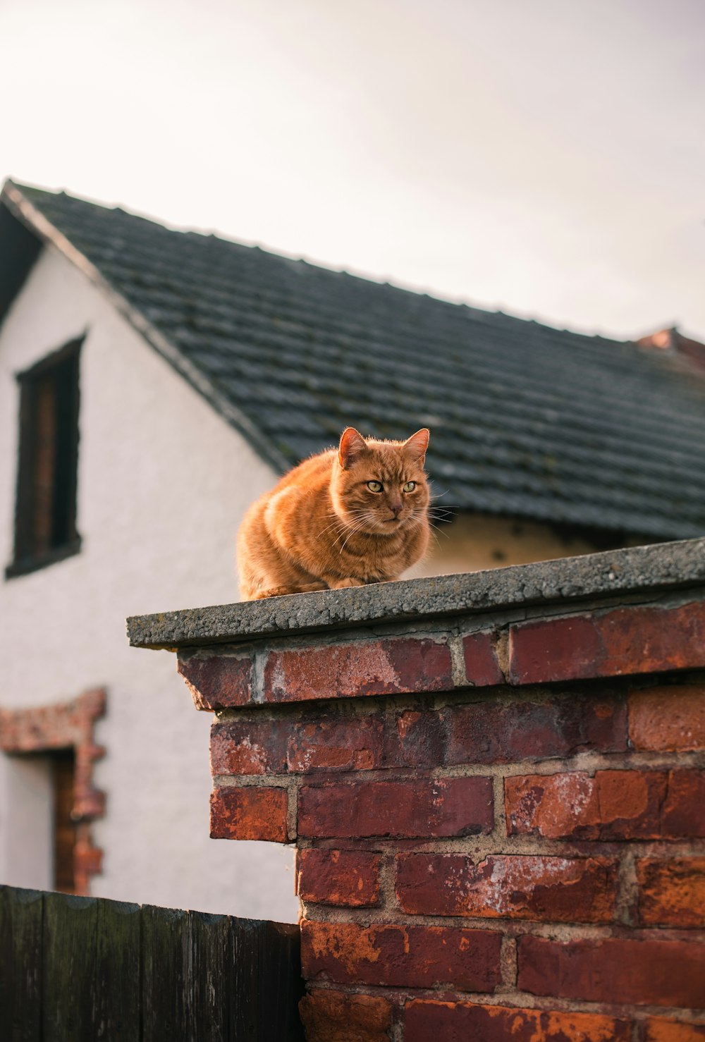 gato atigrado naranja en pared de concreto marrón