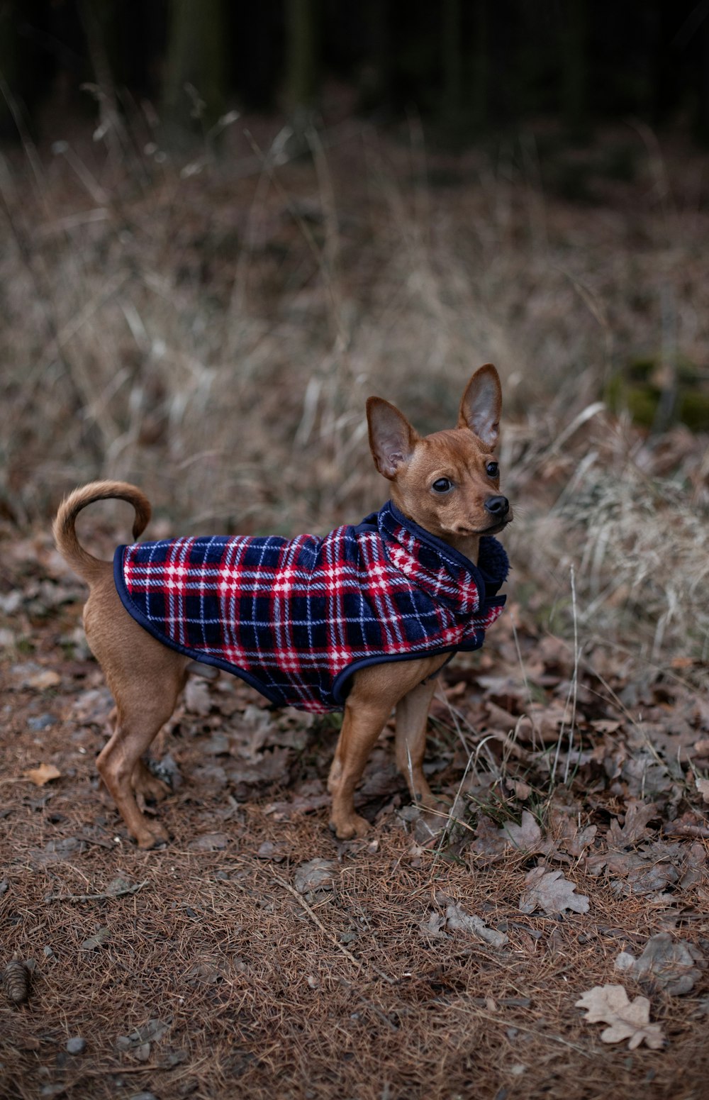 brown short coated small dog in blue and white plaid shirt standing on brown grass field