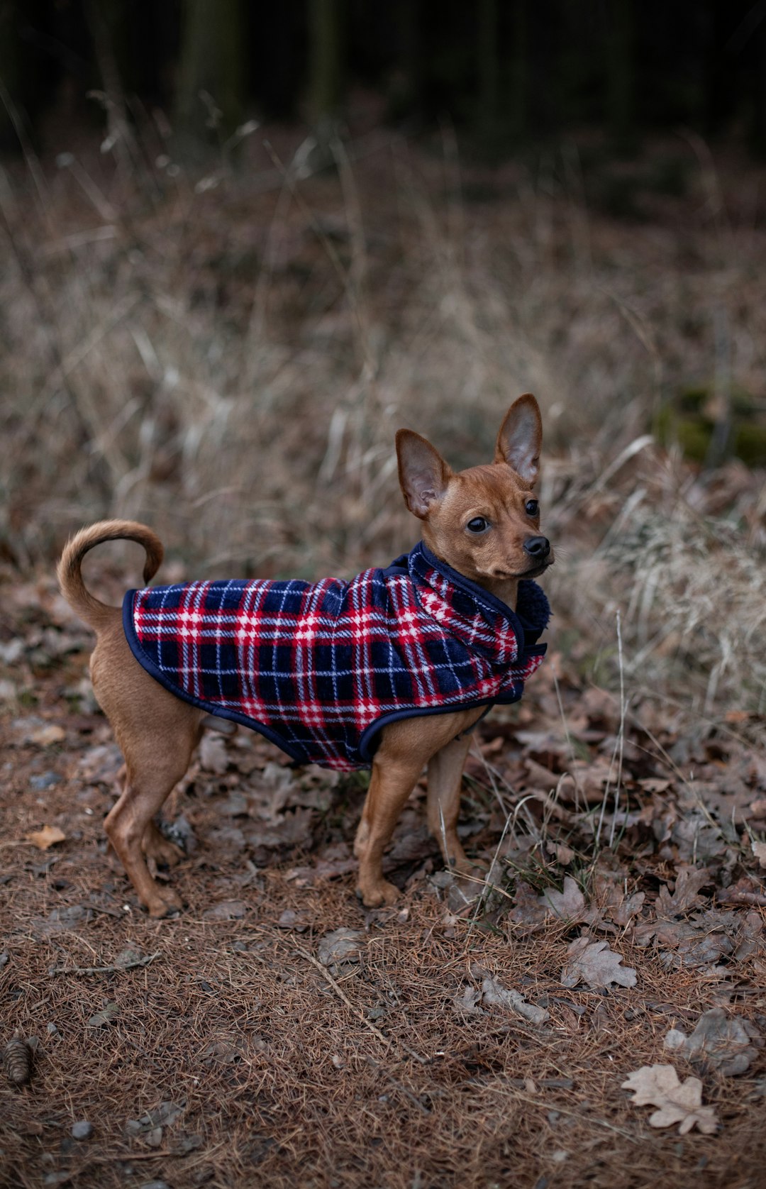 brown short coated small dog in blue and white plaid shirt standing on brown grass field