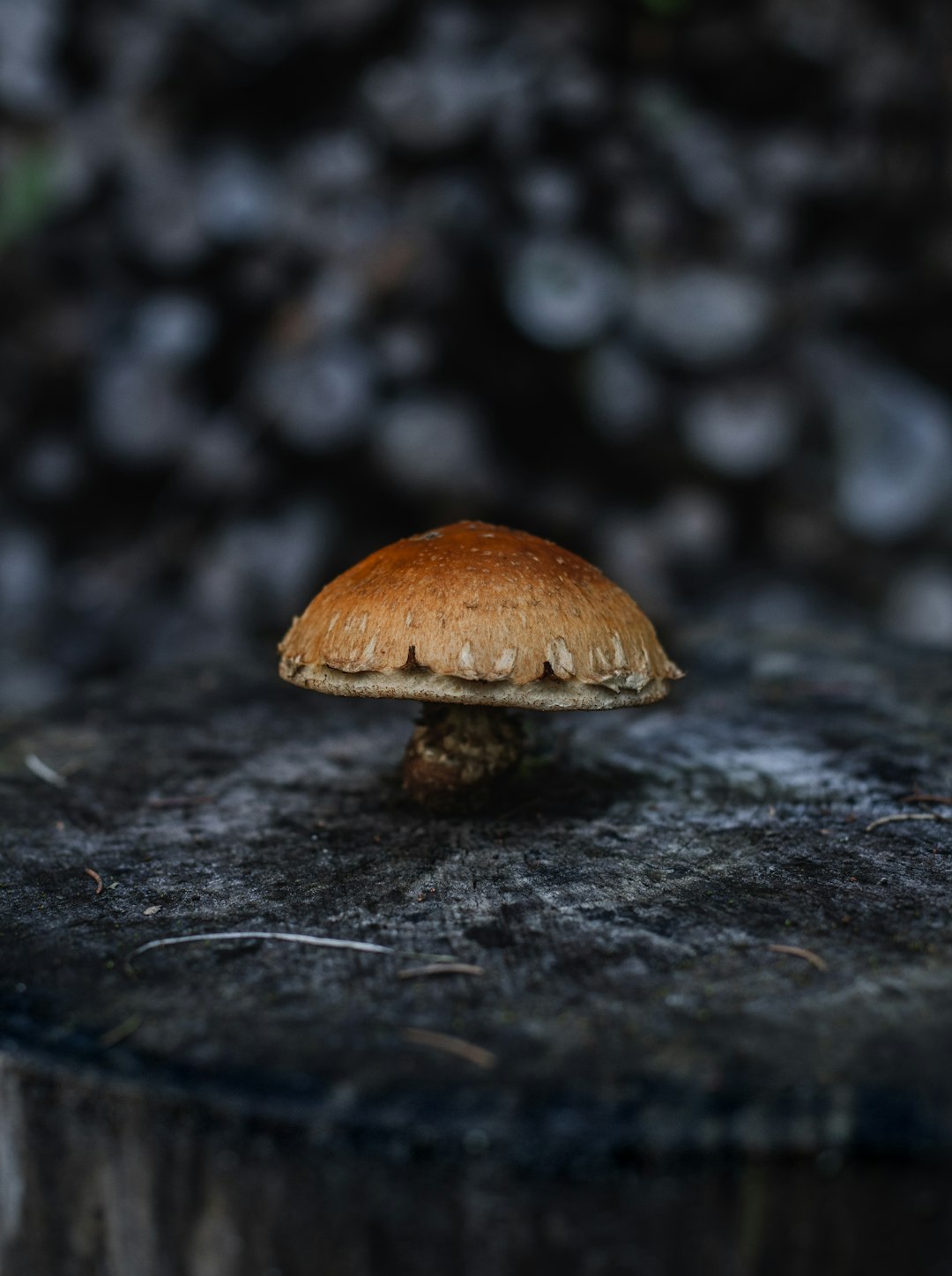 brown mushroom on black soil