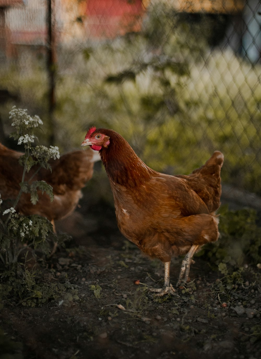 brown hen on green grass during daytime