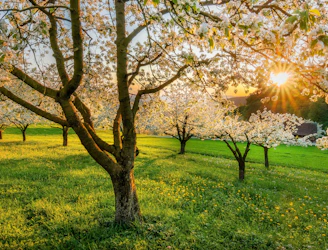 green grass field with trees during daytime