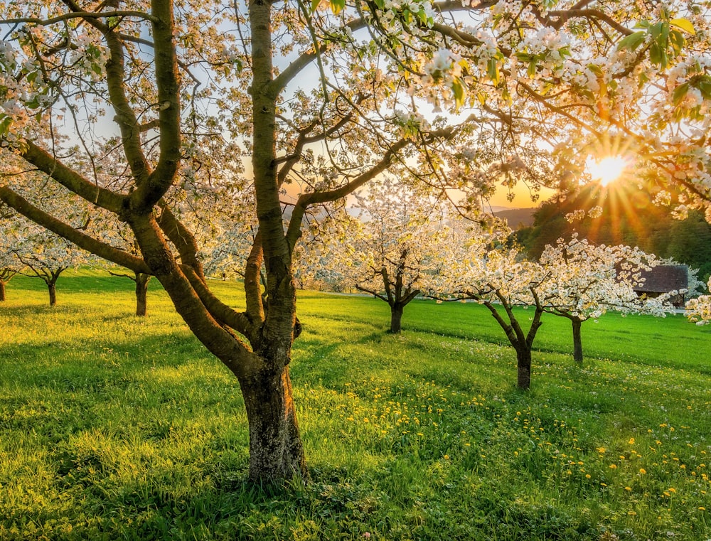 green grass field with trees during daytime