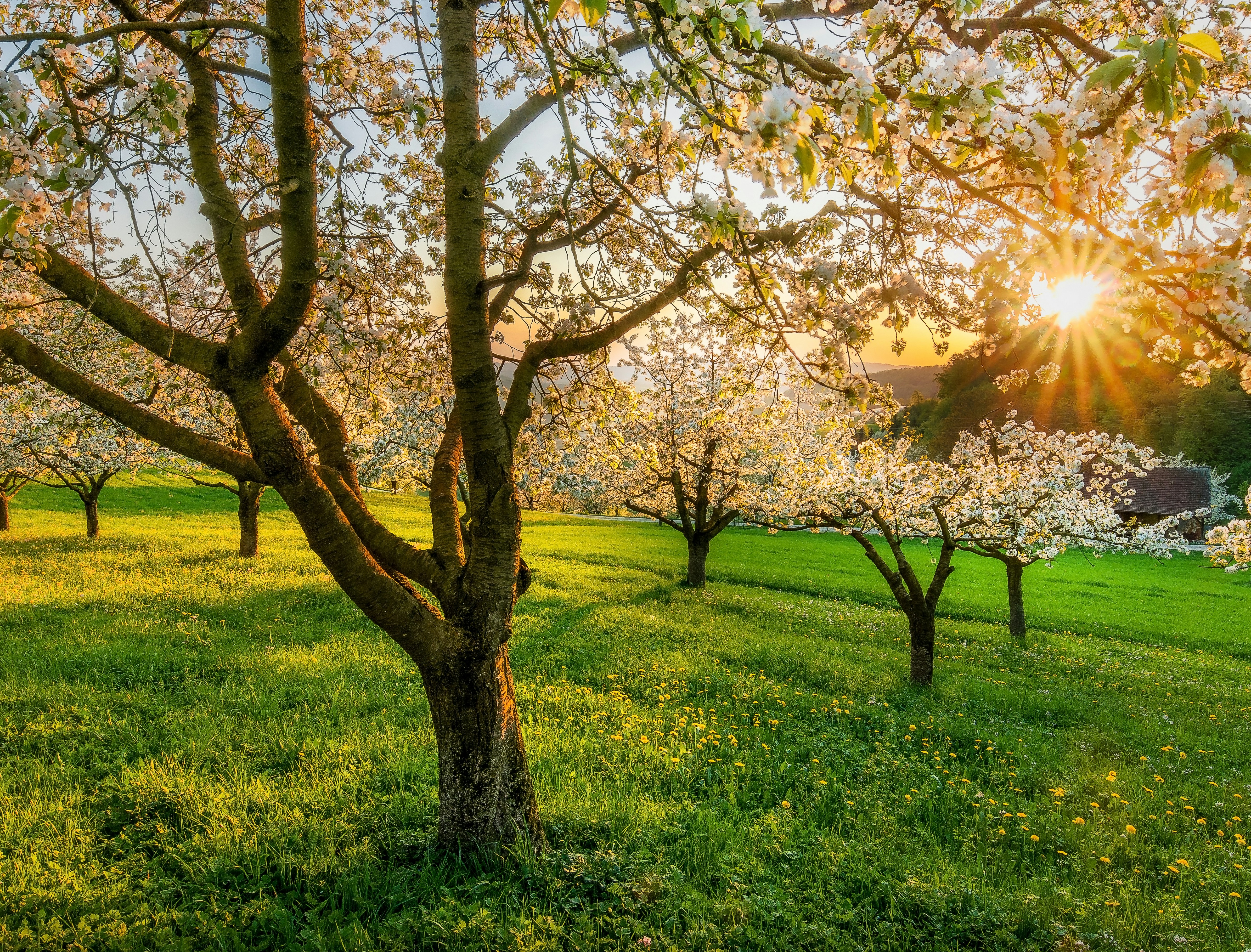 green grass field with trees during daytime