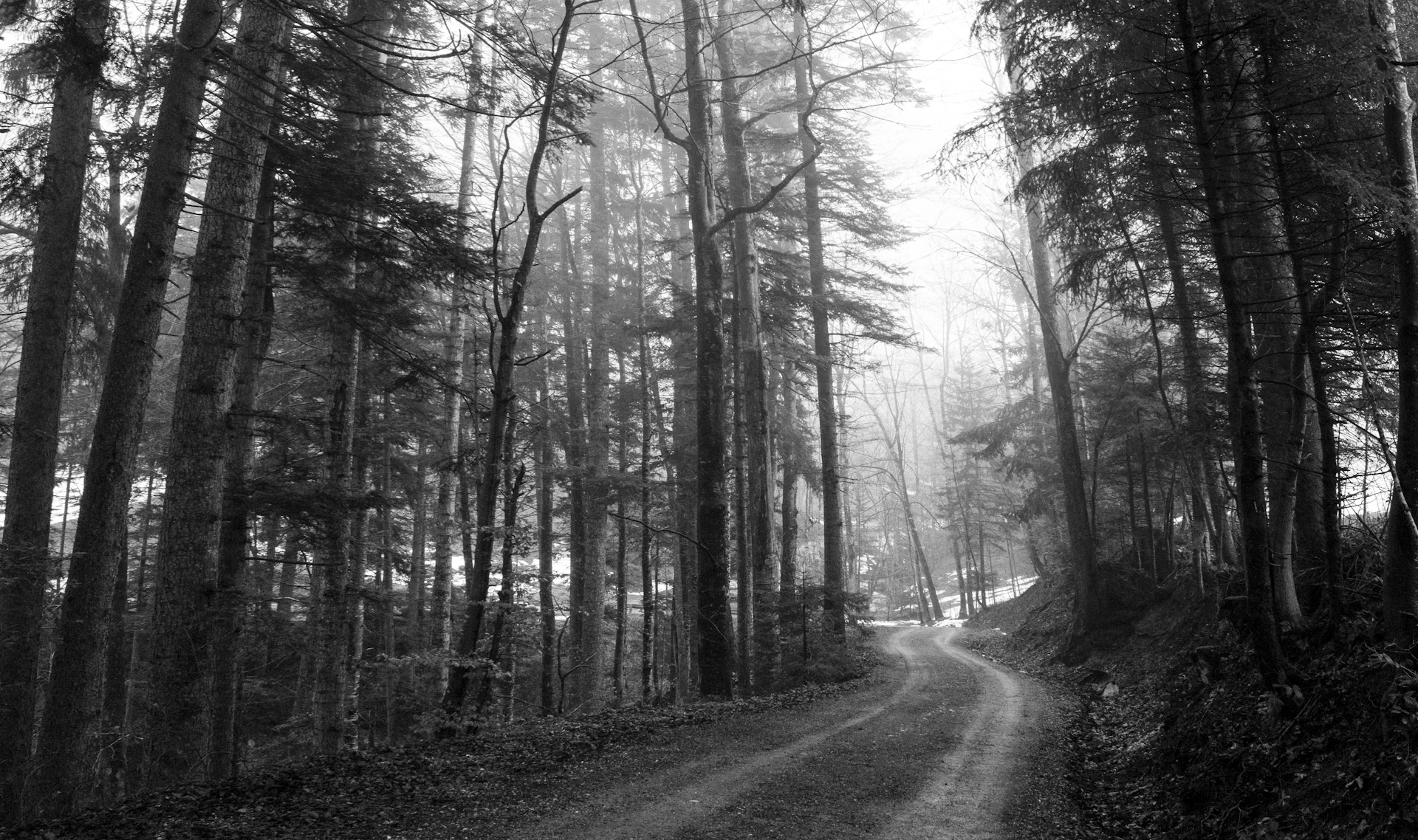 grayscale photo of road in between trees