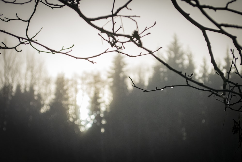 bare tree with sun rays