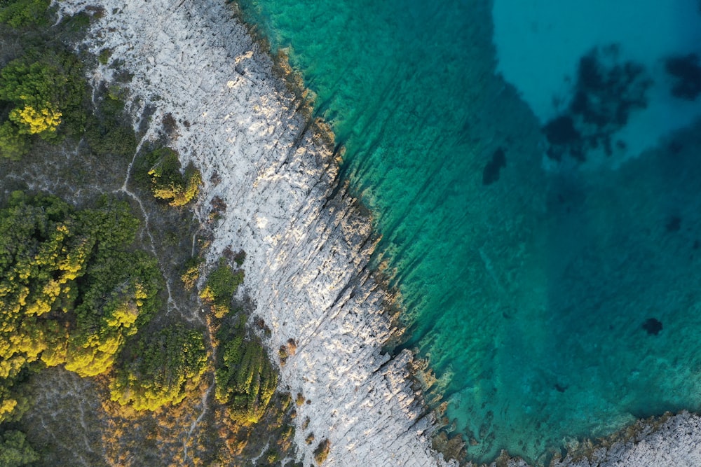 aerial view of green trees beside body of water during daytime