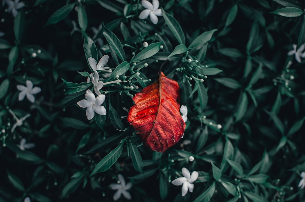 red and white flower with white flowers