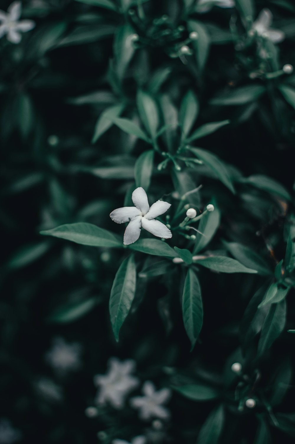 배경에 녹색 잎이있는 흰색 꽃