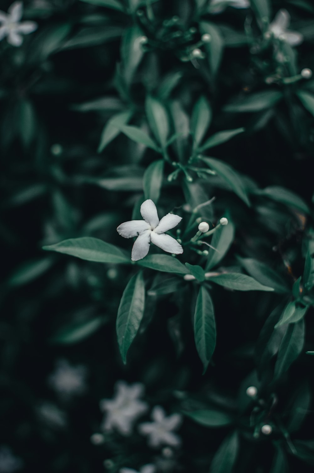 a white flower with green leaves in the background