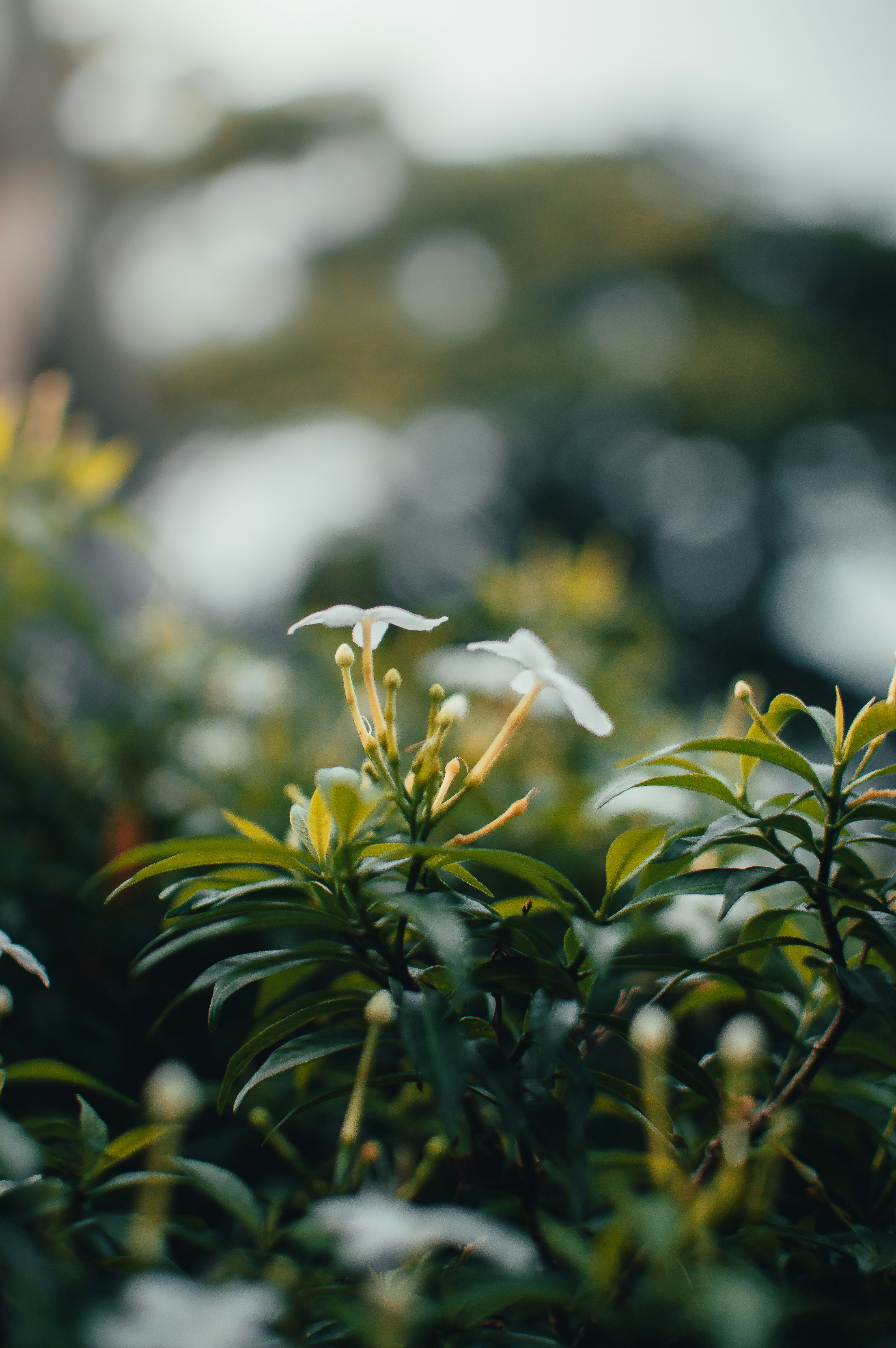 Moddy Green Leaves and White flowers.