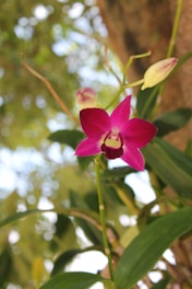 Orchidarium Rio de Janeiro