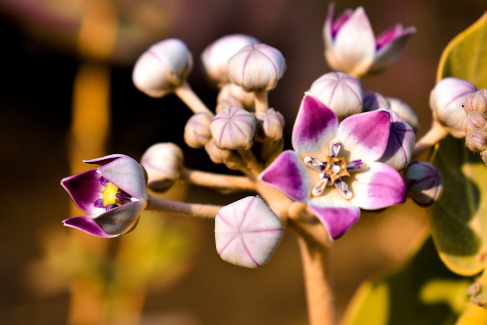 white and purple flower in tilt shift lens